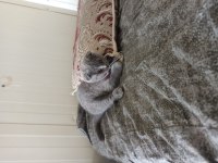 Acil satılık scottish fold
