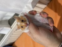 SURİYE HAMSTERİ