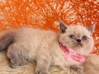 British Shorthair Dişi Erkek Sevimli Yavrular
