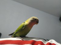 Evcil 4 Aylık Sevda Papağanı