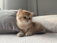 Golden british shorthair kedisi