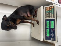 Gözde pinscher köpeğim can dostum ilanda