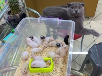 TÜM PETSHOP'LARA HAMSTER BURADAN ÇIKIYOR