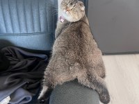 Scottish Fold Dişi