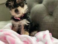 Çok sosyal sevecen yorkshire terrier yavrular