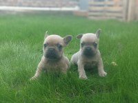 French bulldog yavrularımız