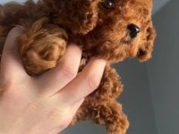 Toy poodle dişi