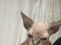 Sağlıklı ve Oyuncu Sphynx (Tüysüz) Yavrumuza Yeni Yuva