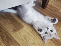 Dünya güzeli golden ay11 erkek british shorthair