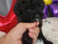 EV ORTAMINDA BÜYÜMÜŞ OLAN MİNİK KÖPEKLER