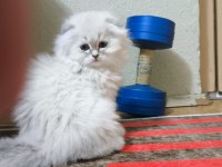 Scottish fold longhair erkek