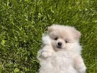 Kremalı Pomeranian Spitz Dişi