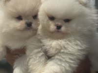 Show kalite pomeranian yavrular ziyarete açık