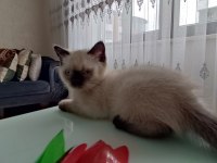 British shorthair ve blue point