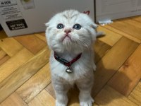 Ev Ortamından Scottish Fold Yavrular