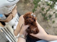 Poodle Lokum Bebek
