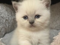 Veteriner Kliniğinde Teslim British Bebekler