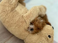 Orijinal teacup gerçek Maltipoo