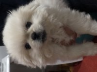 Sıfır burun orijinal pekinez köpeği