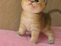 Safkan Mükemmel Golden British Shorthair Yavrular