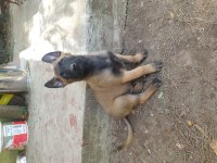 Belçika kurdu (Malinois)