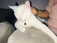 Erkek Ankara kedisi yavrum