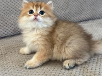 Orijinal şecereli Gold British Longhair