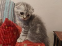 SCOTTİSH FOLD KEDİLERİ