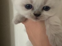 45 günlük teslime hazır british shorthair yavrular