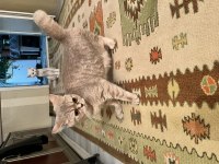 1 yaşına yeni girmiş dişi british shorthair