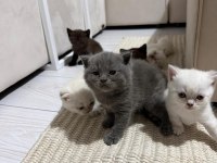 6 yavru kedimiz için ulaşın