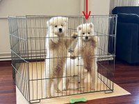 TR ŞAMPİYONU YAVRUSU, MÜKEMMEL KALİTE DİŞİ SAMOYED
