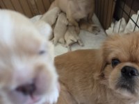 Yavru köpekler