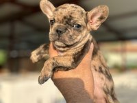 Kalite french bulldog arayanlar