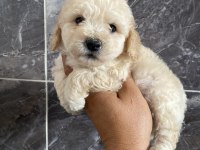 Orjinal Tüm Renklerde Maltıpoo Bebekler