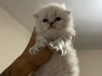 Rezerve scottish fold lynx point yavrular 25 günlük
