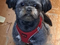 Safkan Shih tzu yavruları
