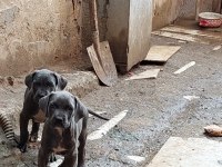 Acil dev cane corso yavrular