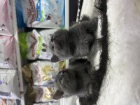 En güzel british shorthair yavrular