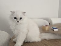 KOCA KAFA KEDİLERİMİZ AA KALITE SAFKANDIR