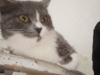 British shorthair kedimi çiftleştirmek istiyorum
