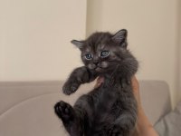 British Shorthair Yavrular