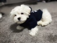 Safkan Maltese Köpeğimiz
