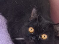 İki güzel british shorthair