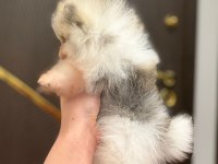 Pomeranian boo ayı surat bal