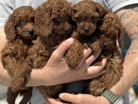 Petmode köpek çiftliğinde ziyarete açık toy poodle
