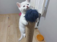 PRENSES KEDİMİZ UYGUNA VERİLECEK
