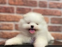 Erkek teacup sevimli pomeranian yavrumuz
