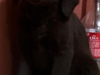 Çikolata labrador bebekler