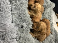 Dişi Erkek Toy Poodle Yavruları